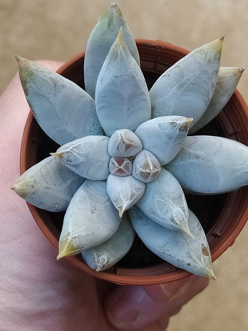 Echeveria Tolimanensis Plantas Suculentas_0
