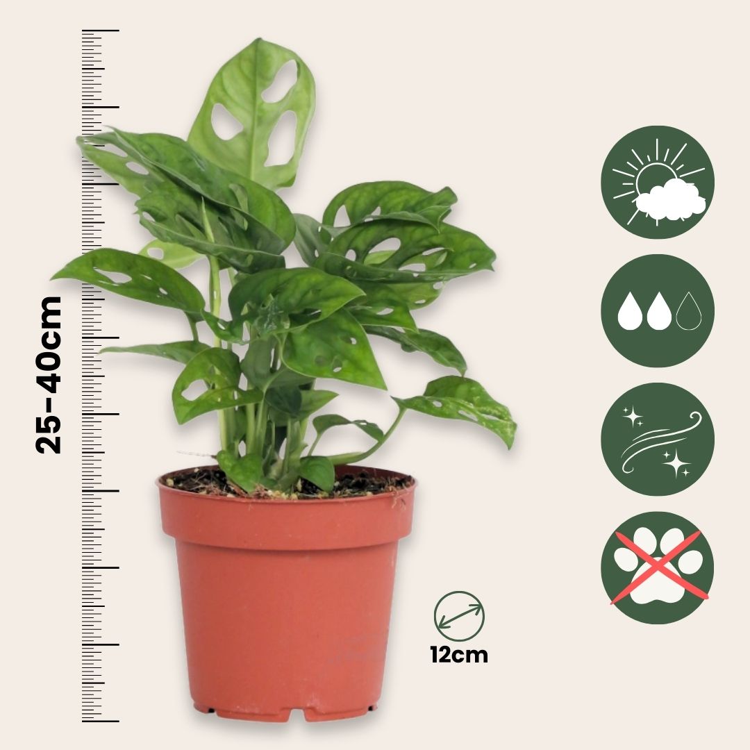 Máscara De Mono - 2 Pzs - Monstera Adansonii 'monkey Mask' - A25-30cm - ⌀12cm_2