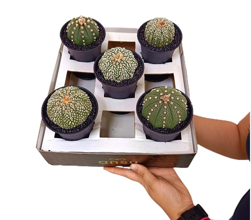 Astrophytum Asterias M10_0