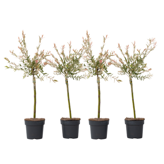 Árbol Flamenco - 4 Pzs - Salix Integra 'flamingo' - Altura 60-80cm - ⌀17cm