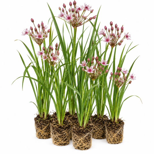Junco Florido - Butomus Umbellatus - 12 Plantas_0