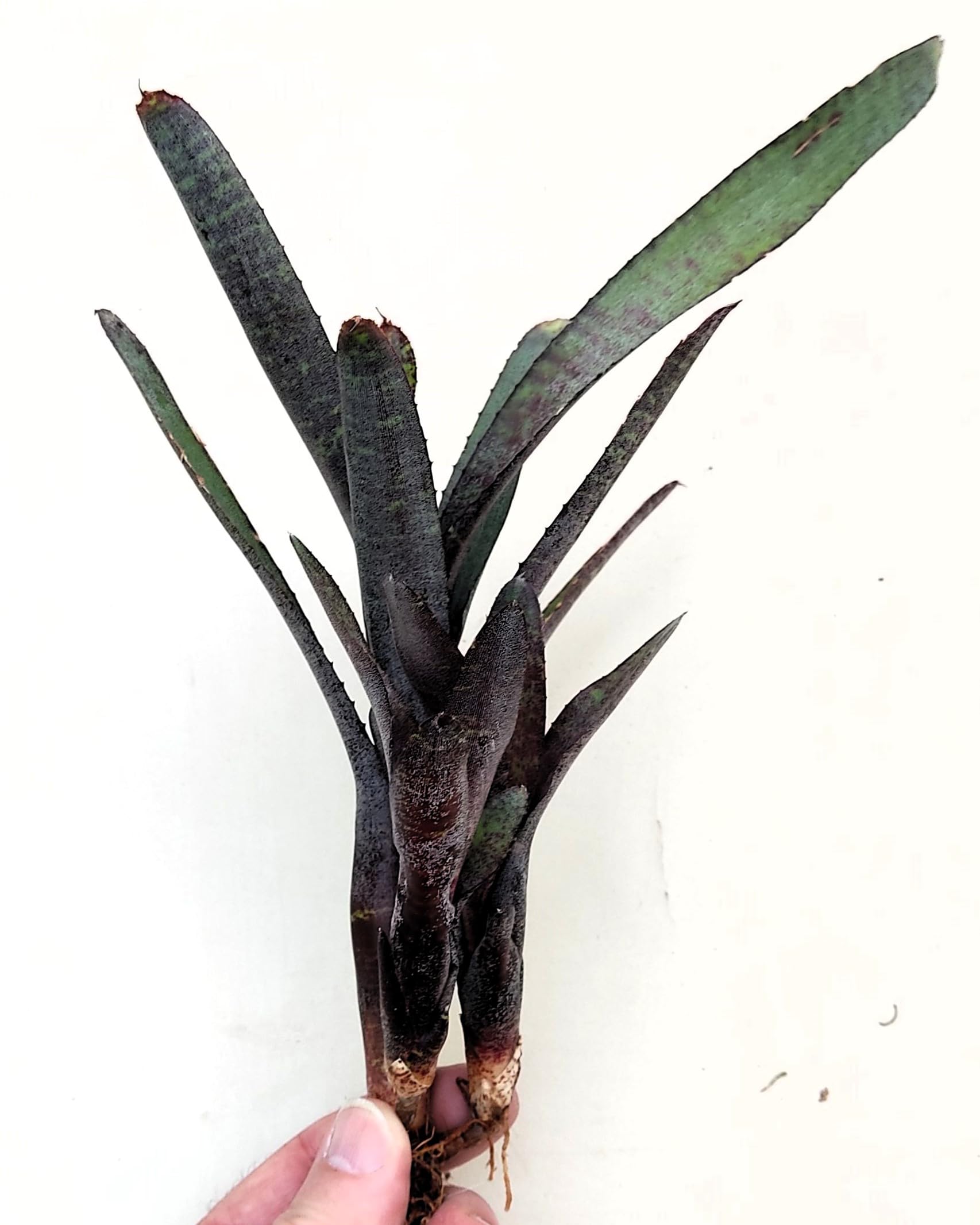 Neoregelia ampullacea purpurea; bromelia púrpura; Curiosarium; altura 30 cm, diámetro 12 cm, sin sustrato_1