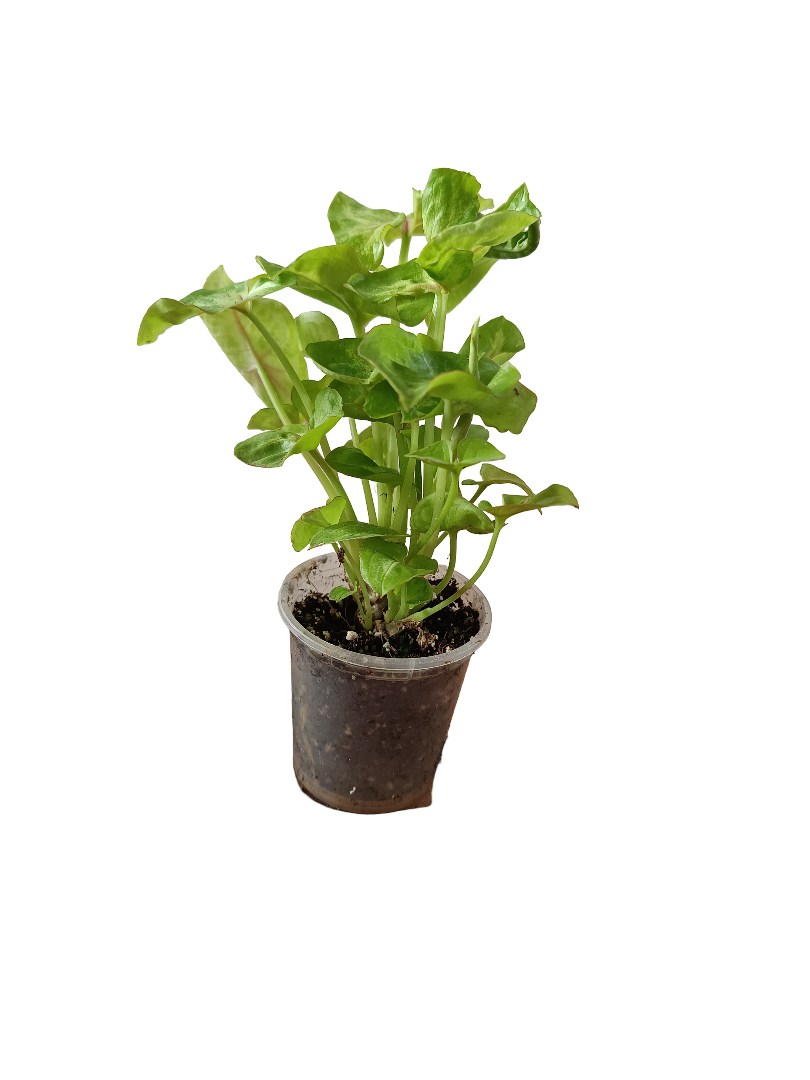 Planta Syngonium De Interior Mini Ø5 Cm_0