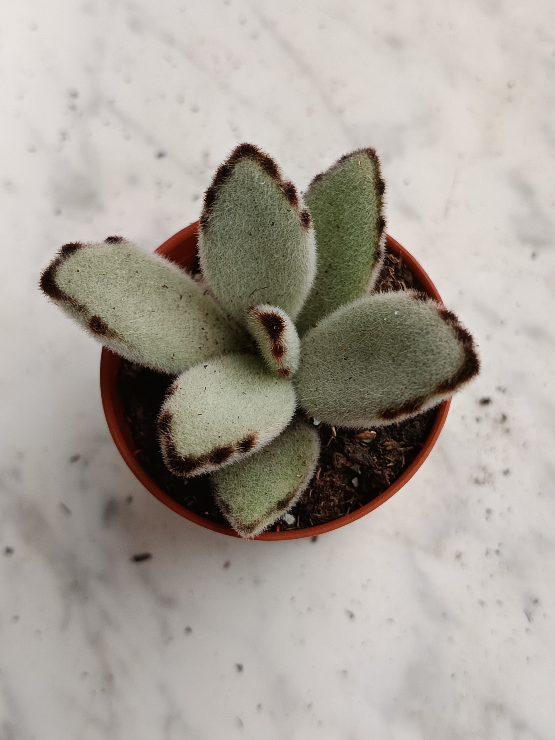 Kalanchoe Tomentosa Pata De Panda 1 Planta Surtida Aleatoria