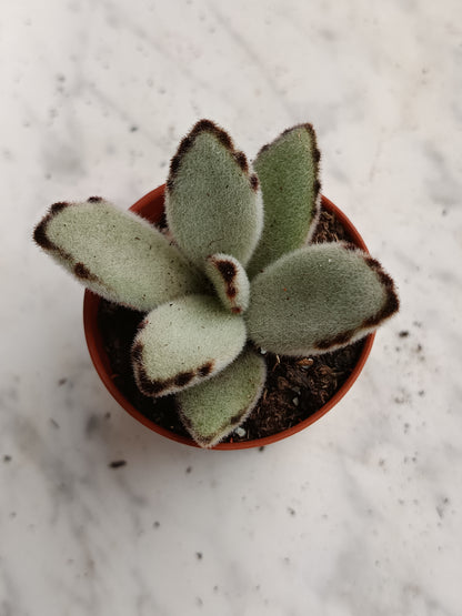 Kalanchoe Tomentosa Pata De Panda 1 Planta Surtida Aleatoria