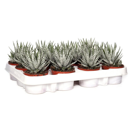 Haworthia Fasciata M8 15cm (unidad)_0