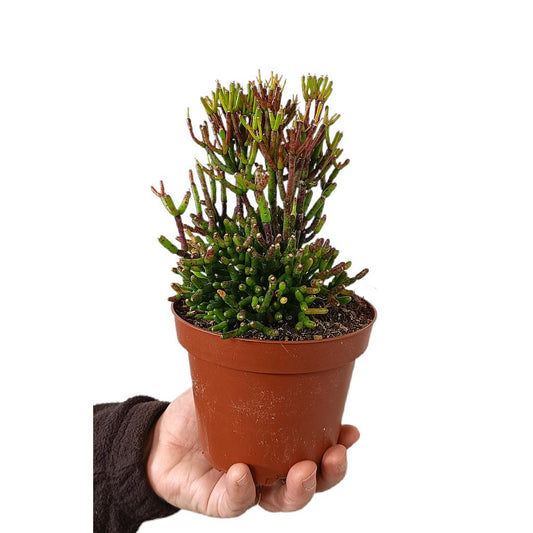 Rhipsalis Hatiora M13_0