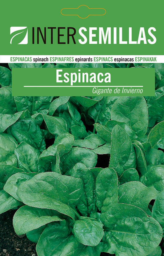 Sobre De Semillas Espinaca Gigante De Invierno_0