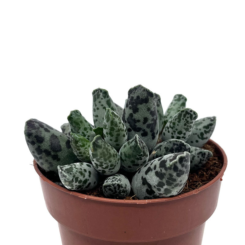 Adromischus Cooperi Var. Festivus Cactus Y Suculentas M8,5 cm Ø_0