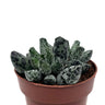 Adromischus Cooperi Var. Festivus Cactus Y Suculentas M8,5 cm Ø