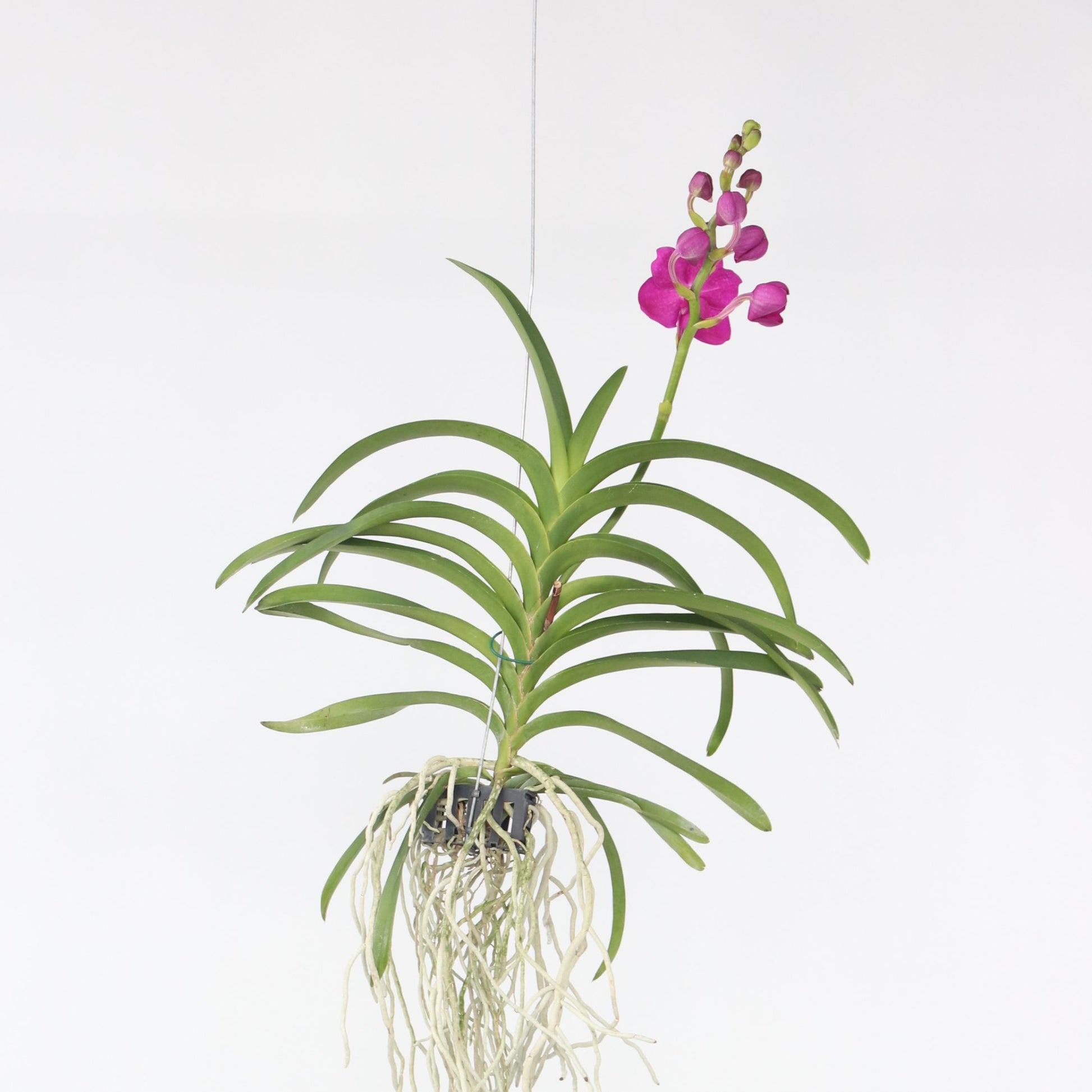 Orquídea Vanda - Vanda 'pink' - Altura 55-65cm