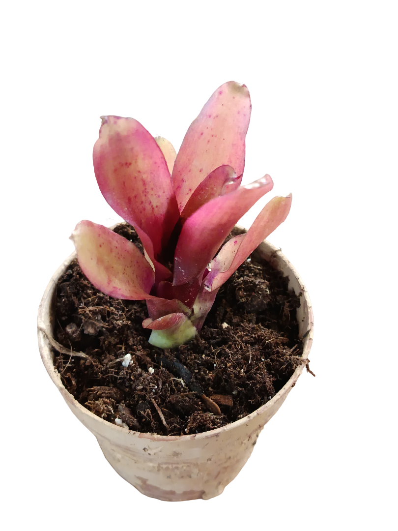 Neoregelia Mephisto Planta Bromelia Para Terrarios E Inteior