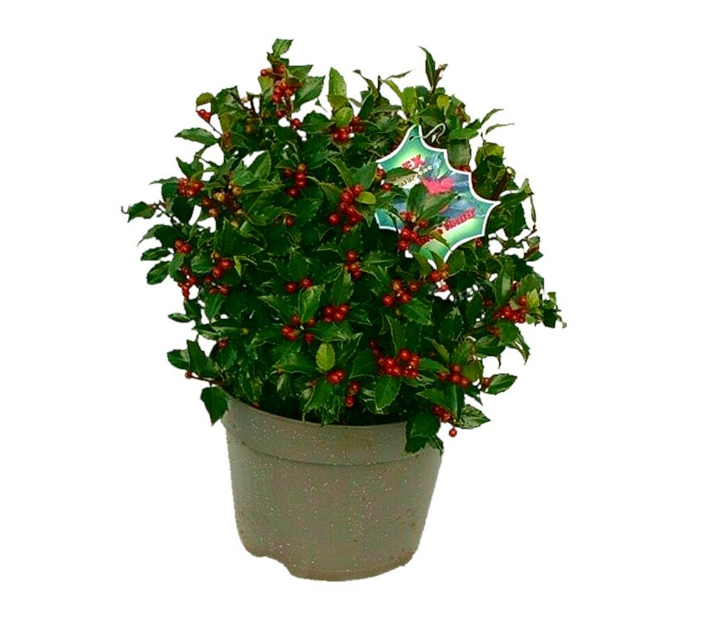 Ilex Blue Maid Bola M32 70cm (acebo)_0