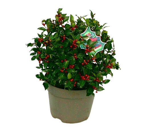 Ilex Blue Maid Bola M32 70cm (acebo)_0