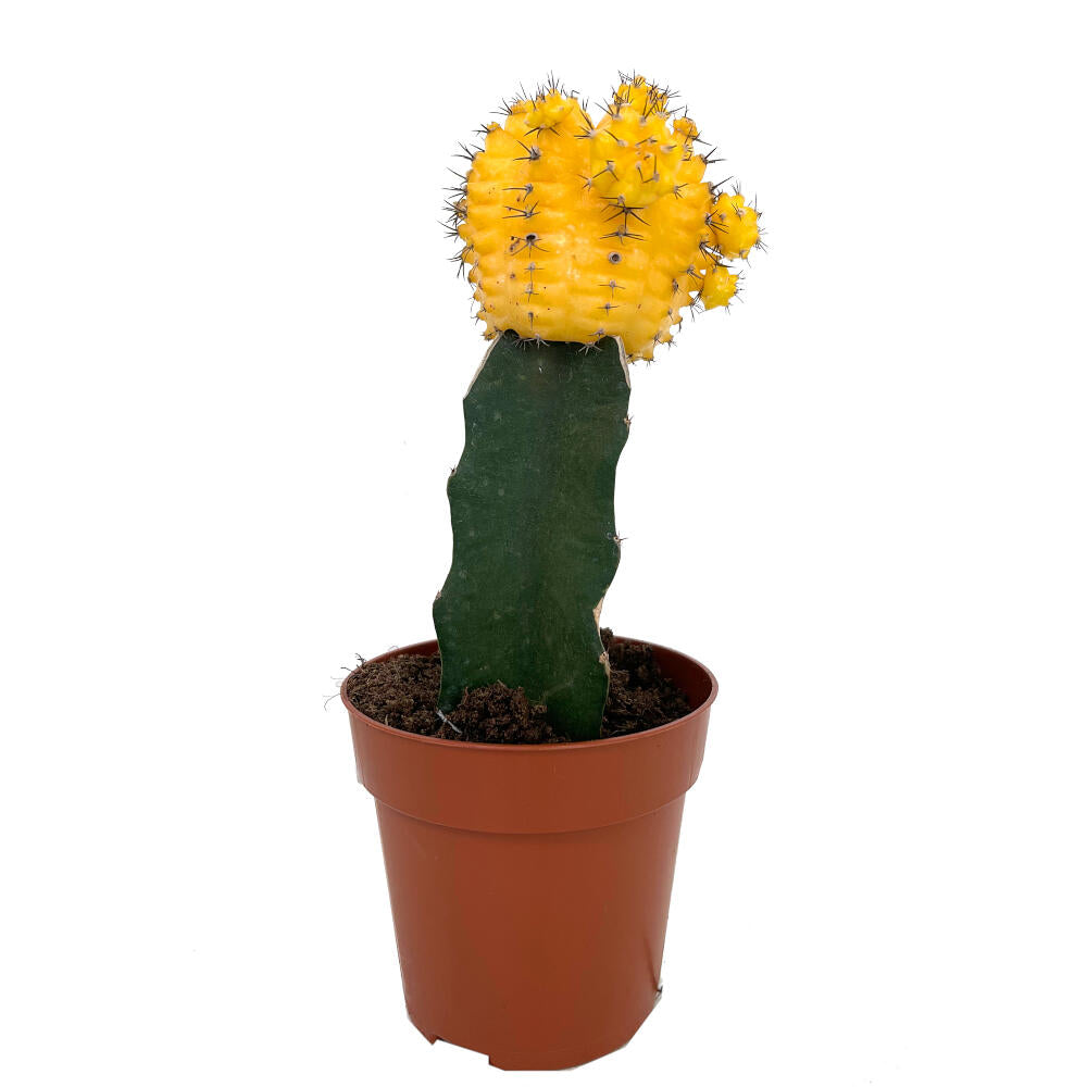 Cactus Injertado Gymnocalycium Japan M8  20cm_2