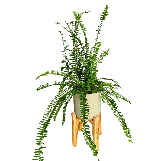 Helecho Nephrolepis Cordata O Helecho Espada El Helecho Más Común Y Resistente M14_0