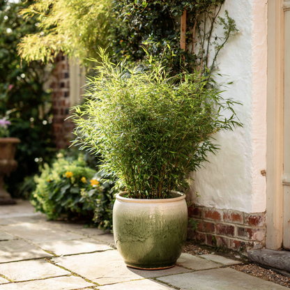 Bambú - 2 Pzs - Fargesia Nitida 'gansu' - Altura 50-70cm - ⌀17cm_1