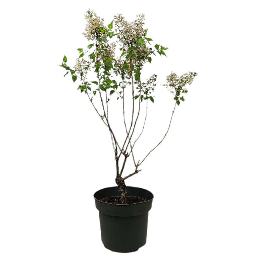 Syringa Variada M29_0