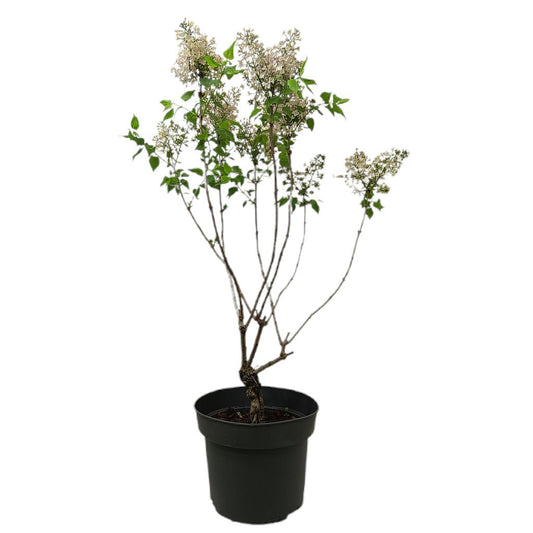 Syringa Variada M29_0