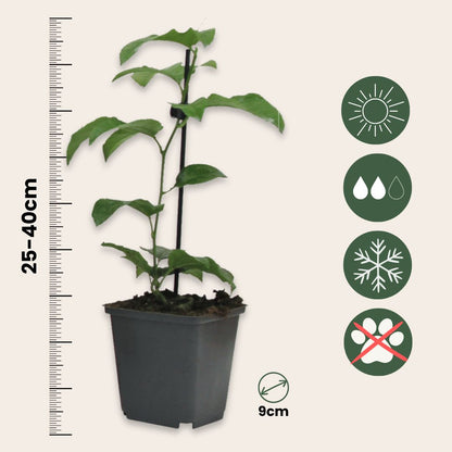 Granadilla - 6 Pzs - Passiflora Hybridum - Altura 25-40cm - ⌀9cm_2