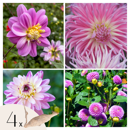 Tubérculos De Dalia - 4 Pzs - Dahlia 'pink Love' - Rosa_0