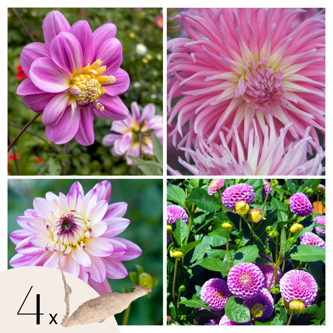 Tubérculos De Dalia - 4 Pzs - Dahlia 'pink Love' - Rosa_0