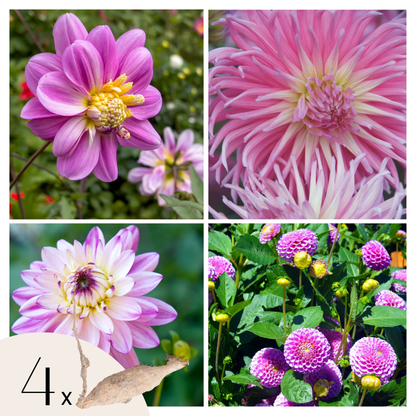 Tubérculos De Dalia - 4 Pzs - Dahlia 'pink Love' - Rosa_0