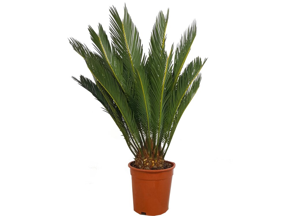 Cyca Revoluta M19 60-70cm_0