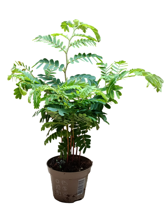 Tamarindus Indica Planta De Frutos Ø11_0