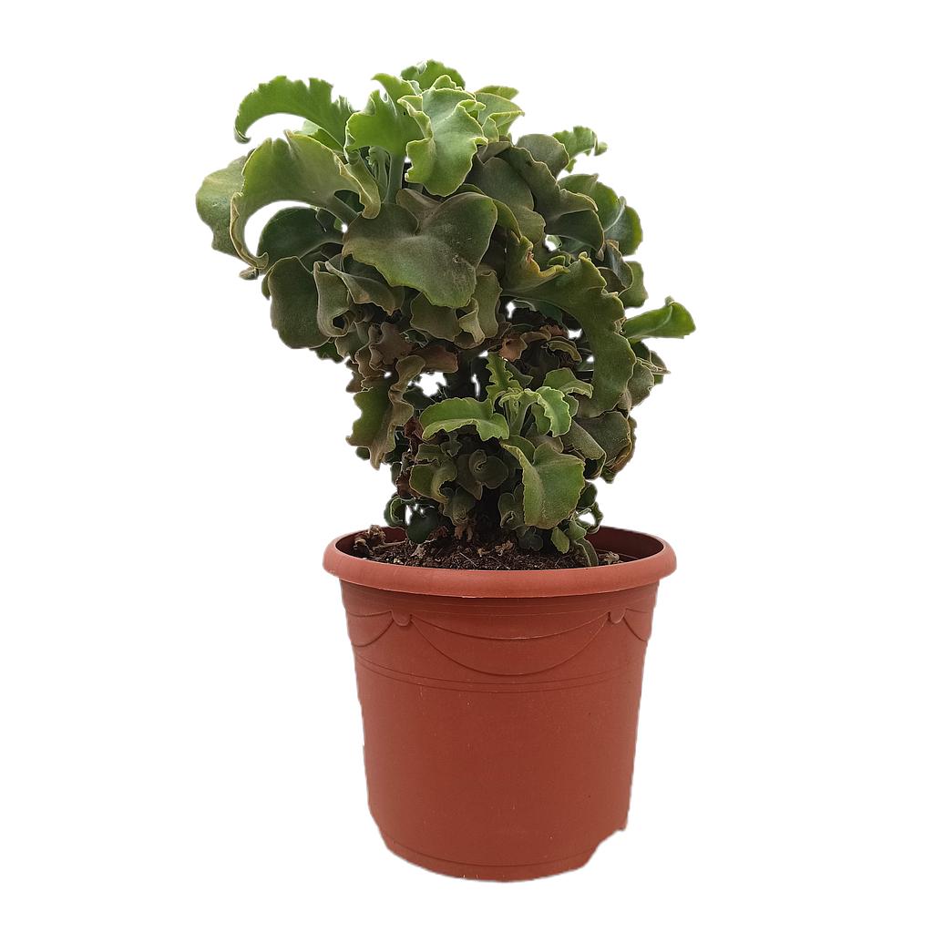 Kalanchoe Maltese Cross M25_0