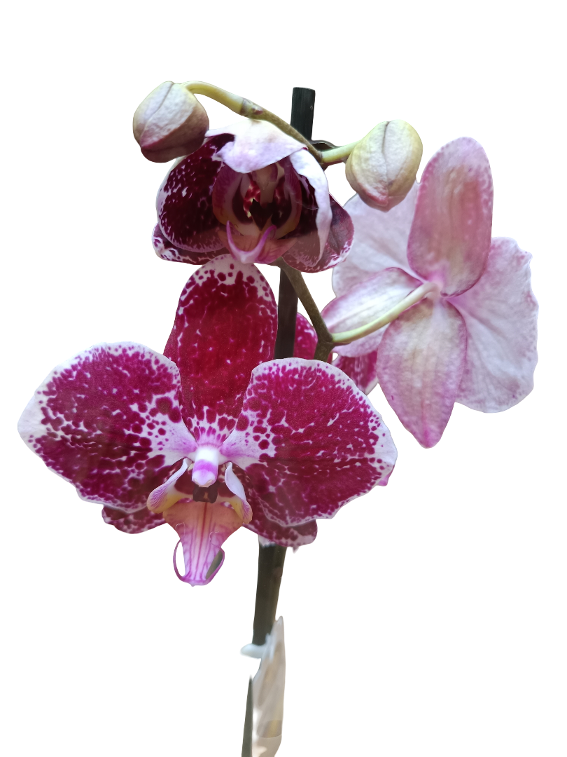 Orquidea Phalaenopsis De Color Surtido Ø12 - 60 Cm - Sin Flor_0