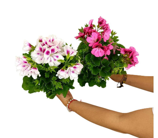Pelargonium Grandiflorum M12_0