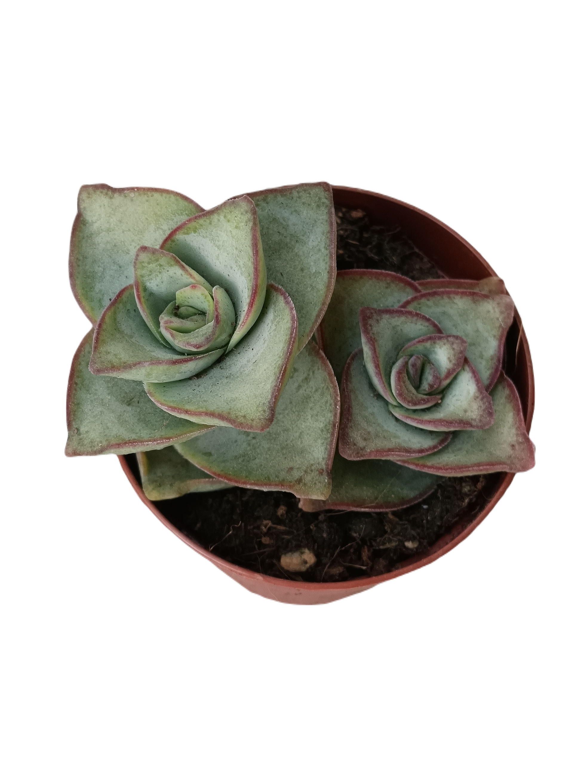 Crassula Perforata Planta Suculenta 5 Cm