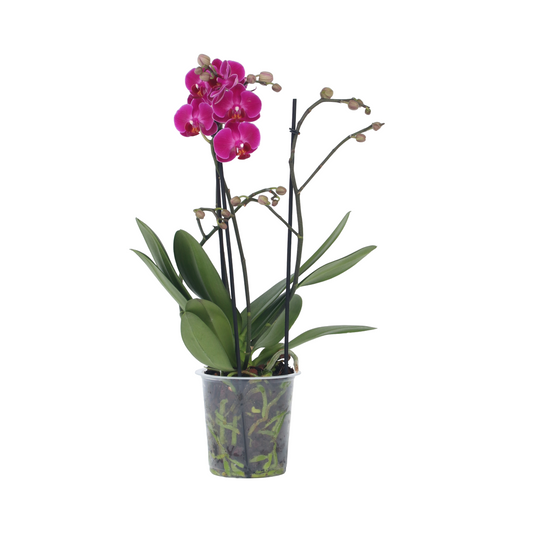 Orqídea Phalaenopsis - Phalaenopsis Multiflora - Altura 35-45cm - ⌀12cm_0