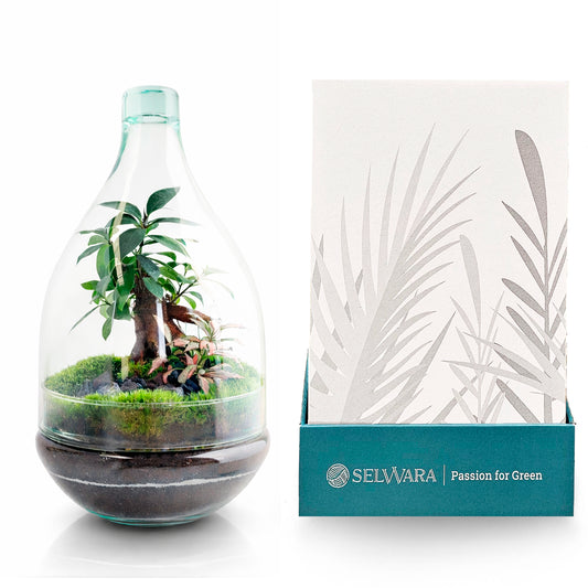 Terrario Dárien 19x32 Cm_0