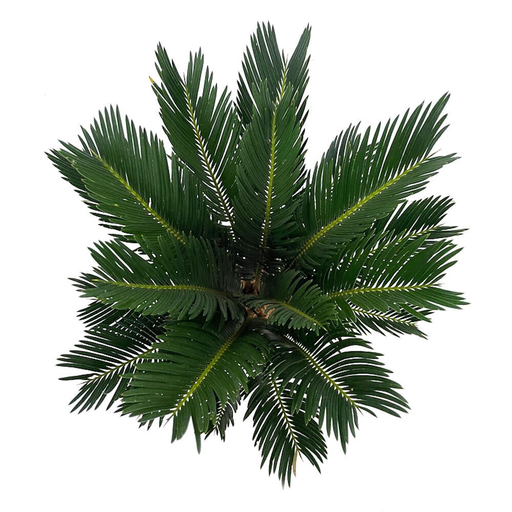 Cyca Revoluta M17 50cm_2