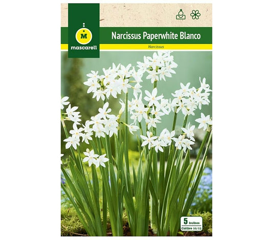Bulbo Narciso Paperwhites Blanco_0