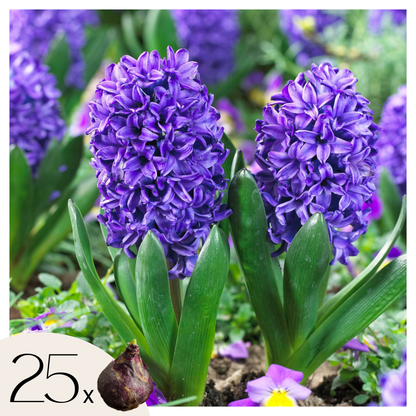 Jacinto - 25 Pzs - Hyacinthus 'blue Trophy' - Bulbos De Flores - Azul_0