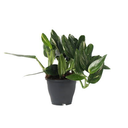 Filodendro - Philodendron Cobra - Altura 55-65cm - ⌀19cm