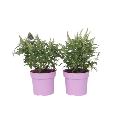 Budleia - 2 Pzs - Buddleja Davidii 'candy' - Altura 30-40cm - ⌀19cm_0