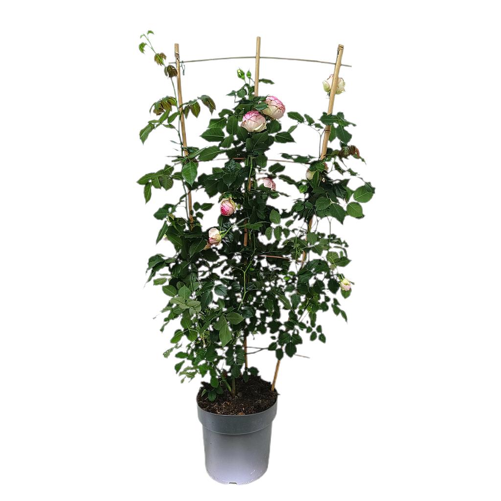 Rosal Meilland Espaldera M23 100-120cm_0