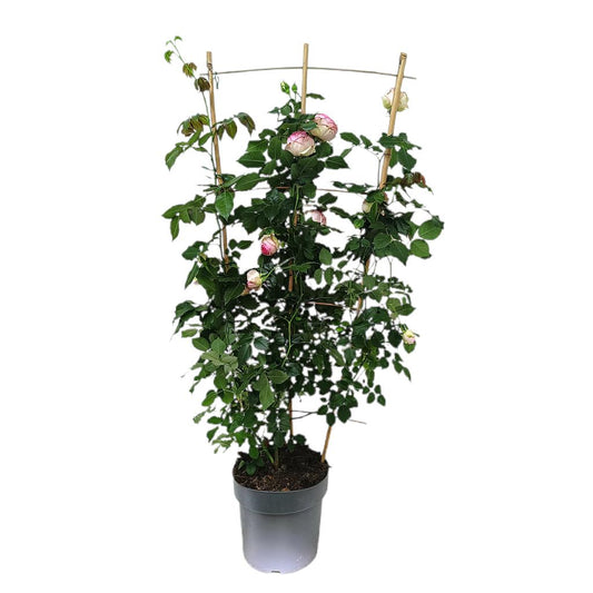 Rosal Meilland Espaldera M23 100-120cm_0