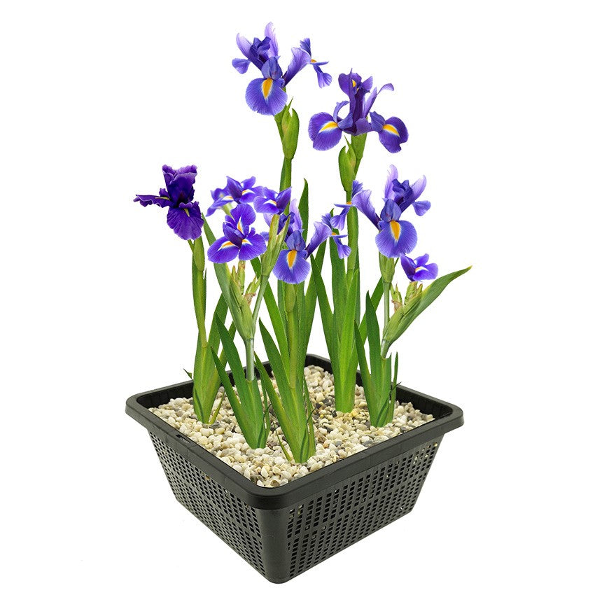 Lirio Azul Iris Kaempferi Planta Estanque - Set 4 Plantas Con Cesta Y Sustrato_0