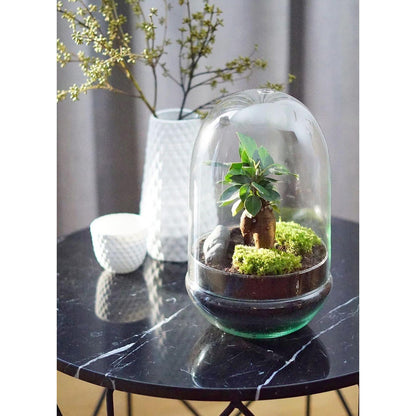 Terrario Madagascar Hole Ficus Retusa Ø19 x 30 cm