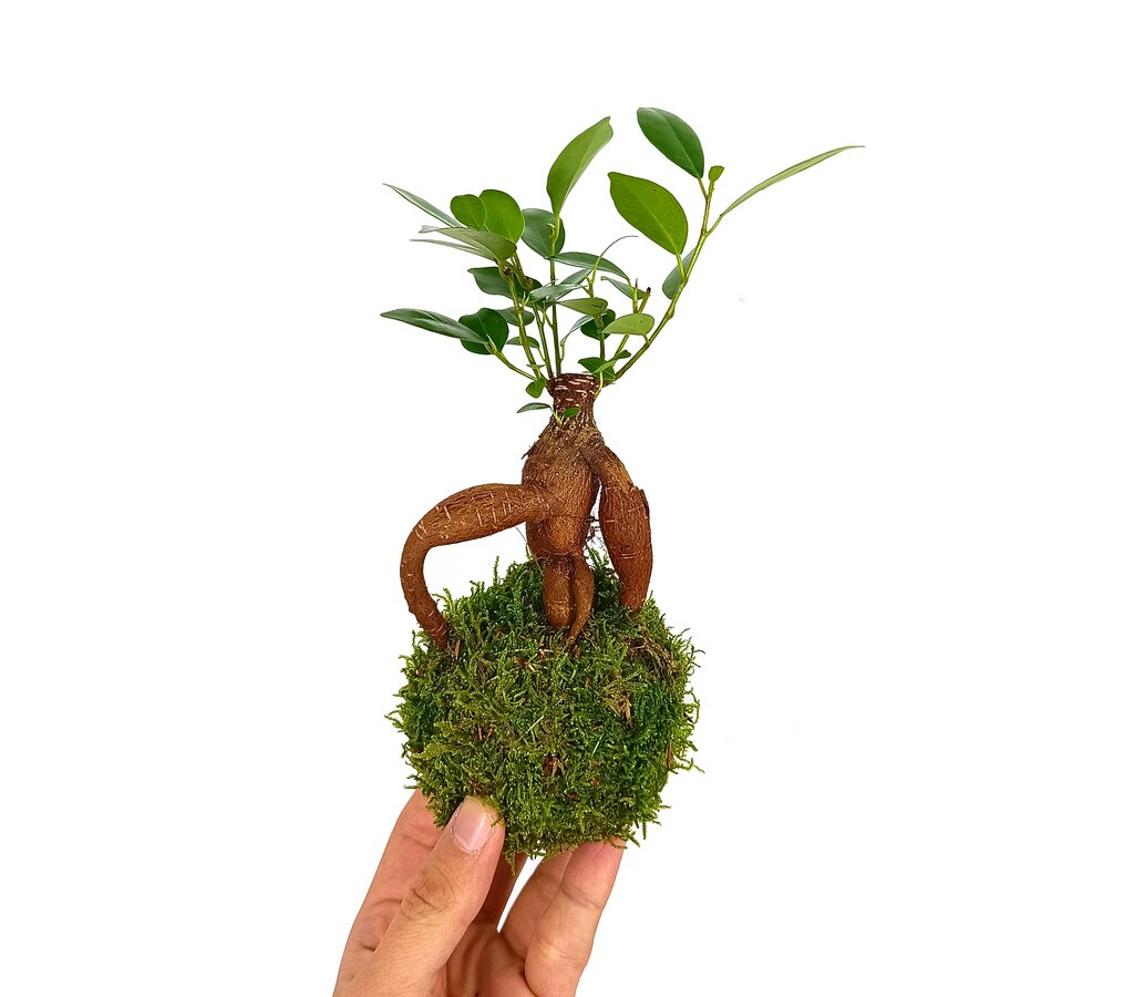 Kokedama Micro Ficus Ginseng