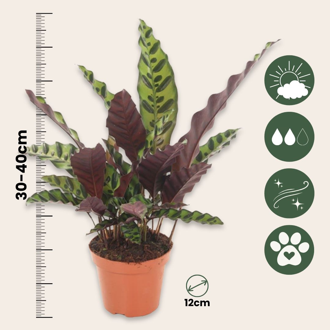 Calathea - Goeppertia Insignis - Altura 30-40cm - ⌀12cm