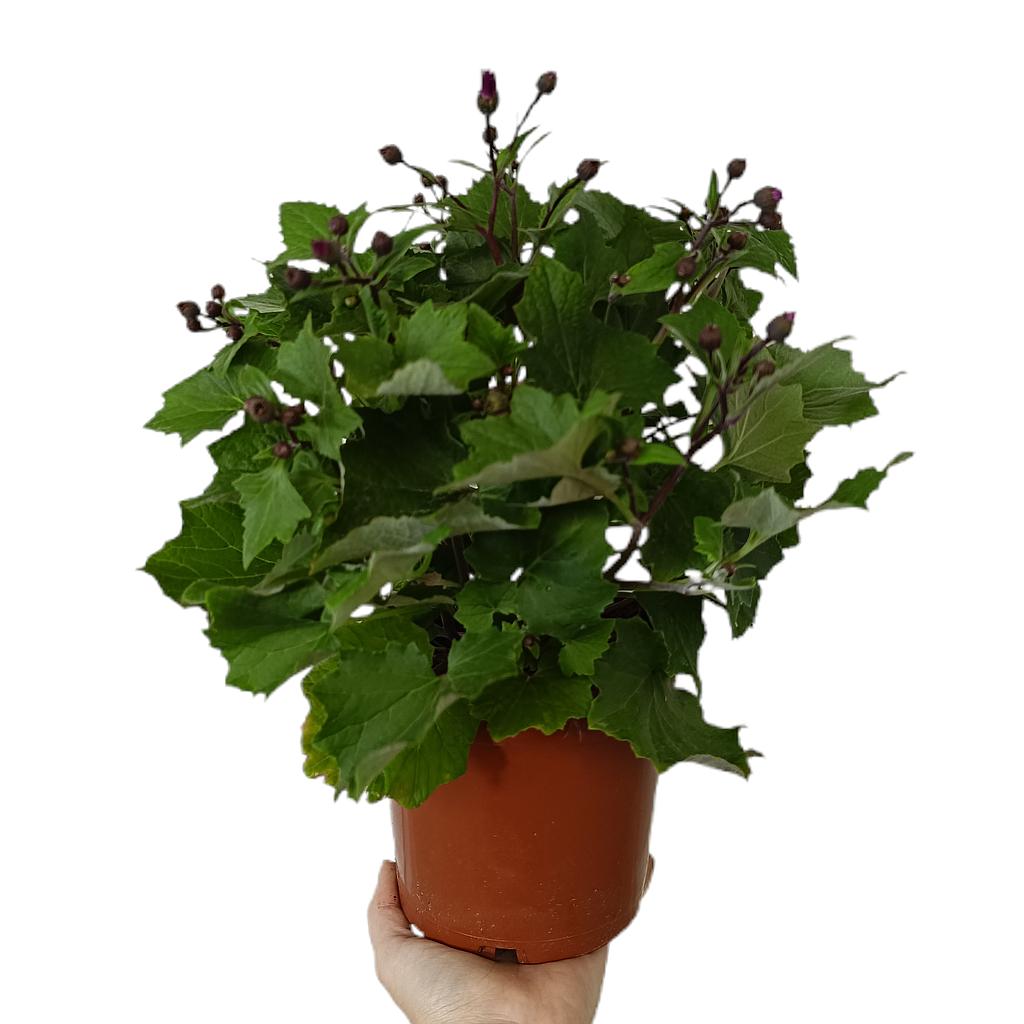 Senetti M15_0