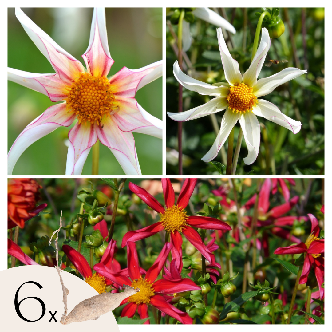 Tubérculos De Dalia - 6 Pzs - Dahlia Honka Dark Fragile_0