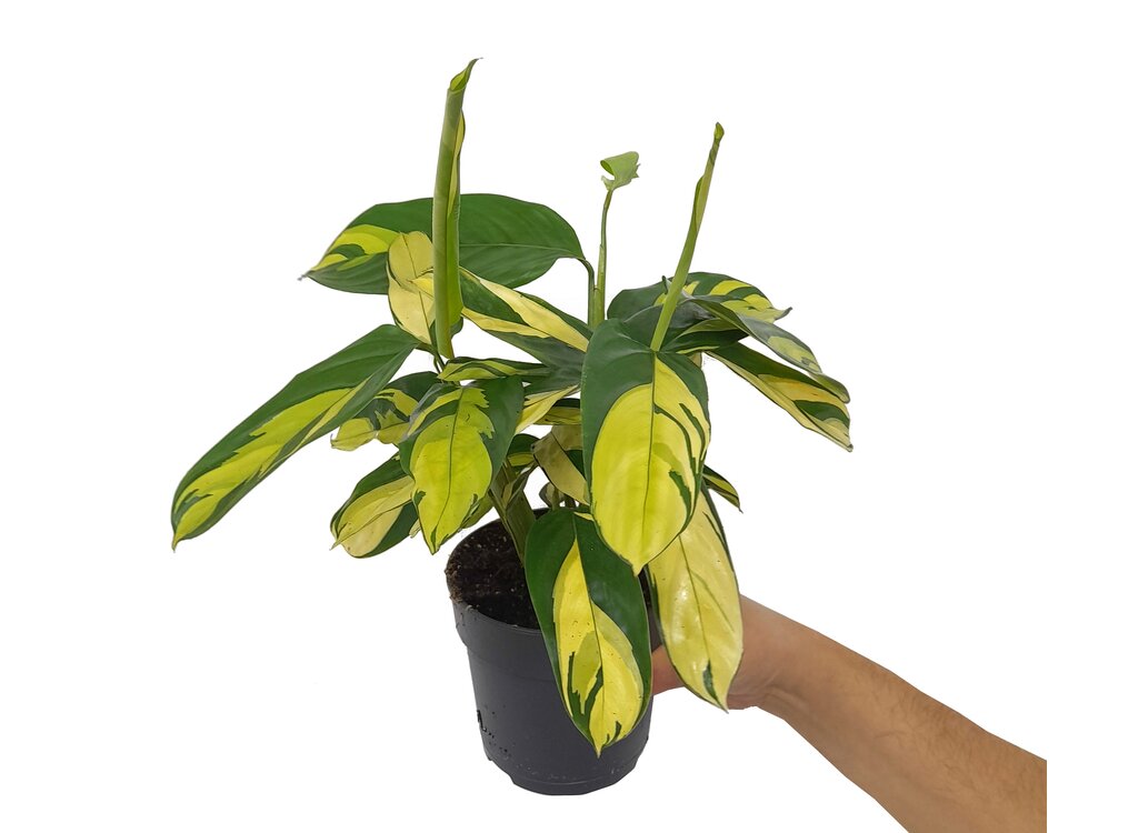 Ctenanthe Golden Mosaic M12_0