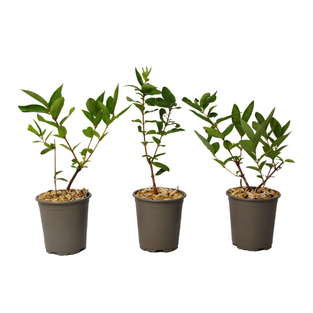 Madreselva Azul - 3 Pzs - Lonicera Kamtchatica - Altura 25-40cm - ⌀9cm_0